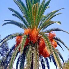 canary date palms for sale  Lincolnton