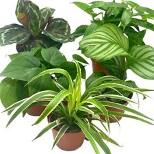 Premium indoor foliage for sale  Apopka