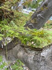 Japanese maple tree for sale  Sunnyvale