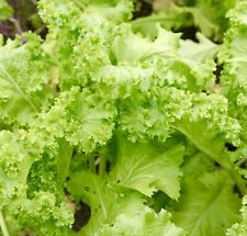 Mustard southern oriental for sale  DEWSBURY