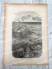 Paper nautilus argonaut for sale  TEDDINGTON