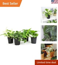 Assorted live pothos for sale  Lakewood