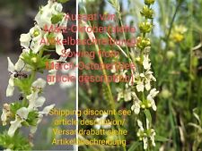 Aufrechter ziest stachys gebraucht kaufen  Langenfeld (Rheinland)