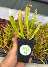 Sarracenia bug bat for sale  La Mesa