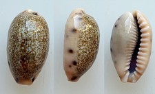 Shell shell cypraea d'occasion  Expédié en Belgium