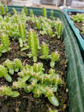 Mini bare rooted for sale  BRADFORD