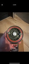 centerpin reel for sale centerpin reel for sale Fort Gratiot