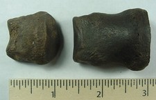 Fossilized tapir medial for sale  Clermont