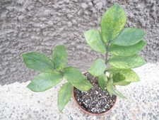 Zamioculcas zamiifolia chamäl gebraucht kaufen  Rheinstetten