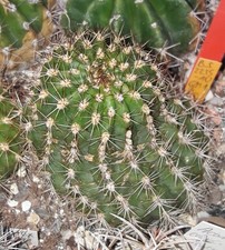 Ibrido trichocereus 2235 usato  Spedire a Italy