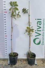 Pianta quercus robur usato  Altamura
