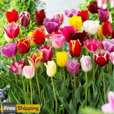 200pcs darwin tulip for sale  Itasca