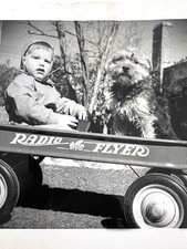 Boy shaggy dog for sale  San Diego