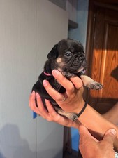 Bulldog francese usato  Rozzano