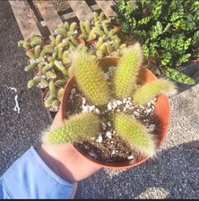 cactus 4inch pot for sale cactus 4inch pot for sale West Covina