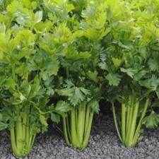 2000 celery seeds for sale  Buffalo