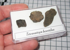 Cretaceous hell creek for sale  WAKEFIELD