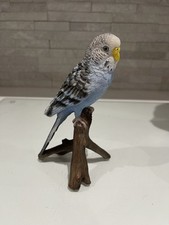 Blue budgerigar vivid for sale  ABERTILLERY