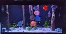 Aquarium wood forest for sale  WITHAM