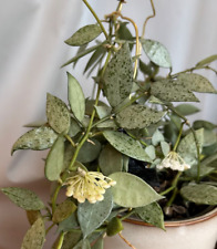 Hoya lacunosa krohniana gebraucht kaufen  Deutschland