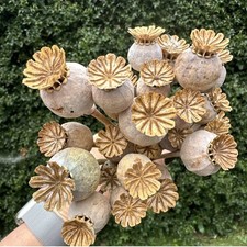 Real dried seed for sale  SANDY