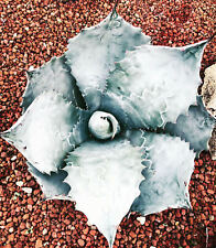 Agave colorata usato  Napoli