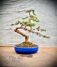 Pinus banksiana velda gebraucht kaufen  Lübben (Spreewald)