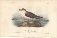 1st ed. audubon for sale  Cleveland