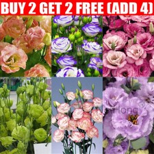 300pcs mixture eustoma for sale  DUNSTABLE