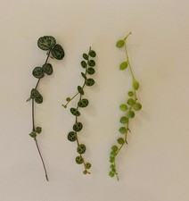 String plants string for sale  STOKE-ON-TRENT