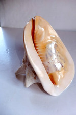 Grand coquillage lambi. d'occasion  Annecy