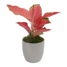 Aglaonema china red for sale  Denver