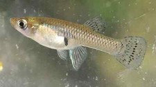 Live guppy mosquito for sale  Central City