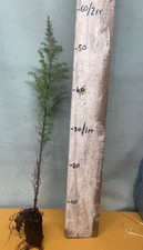 Juniper communis juniper for sale Juniper communis juniper for sale  INVERNESS