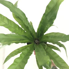 Japanese bird nest for sale  Denver