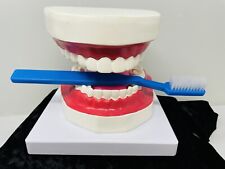 Human mouth model for sale  Bloomington
