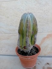 Astrophytum myriostigma 30cm usato  Bisceglie