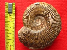 Ammonite toarcien pseudogrammo d'occasion  La Chapelle-Saint-Luc
