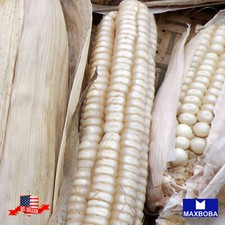 Fresh corn seeds for sale  Waltham