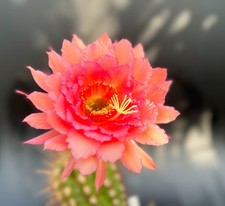 cactus original d'occasion  Houplines