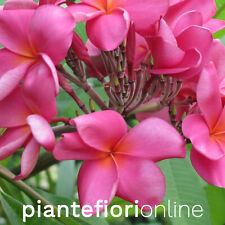 Plumeria charlotte ebert usato  Palermo