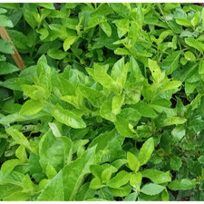 Five longevity spinach for sale  Arlington