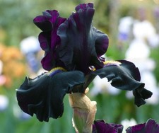 Senor jinx iris for sale  Summerville