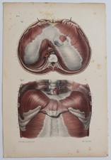 Anatomie myologie région d'occasion  Limoges-