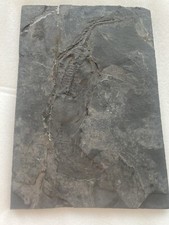 Véritable reptile marin d'occasion  Dijon