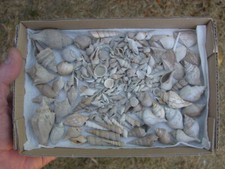 Collection numerous bartonian for sale  RINGWOOD