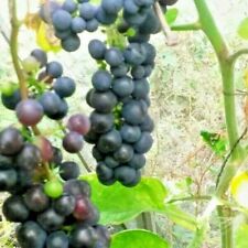 Black hamburg grape for sale  STOKE-ON-TRENT