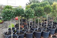 Privet standard 1.6m for sale  NUNEATON