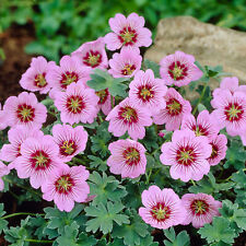 Geranium rothbury gem for sale  UK