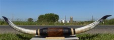 Longhorn mounted cattle for sale  Payson